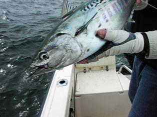 False Albacore Close
